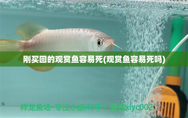 剛買回的觀賞魚容易死(觀賞魚容易死嗎) 印尼小紅龍