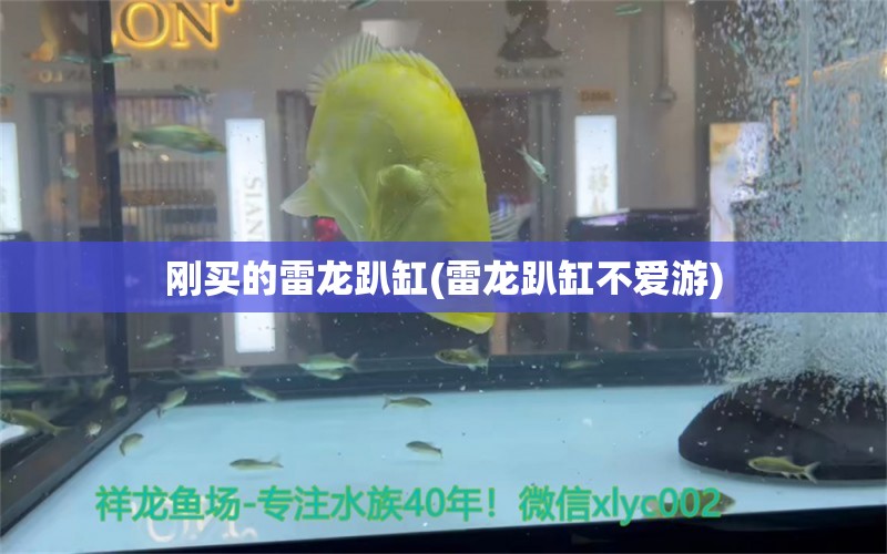 剛買的雷龍趴缸(雷龍趴缸不愛游) 月光鴨嘴魚