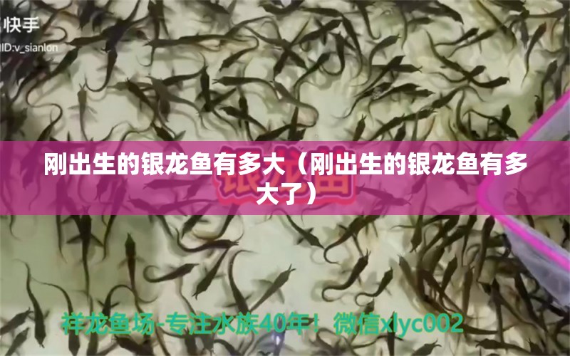 剛出生的銀龍魚(yú)有多大（剛出生的銀龍魚(yú)有多大了）