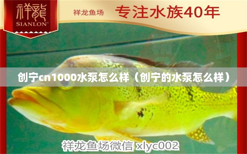 創(chuàng)寧cn1000水泵怎么樣（創(chuàng)寧的水泵怎么樣）