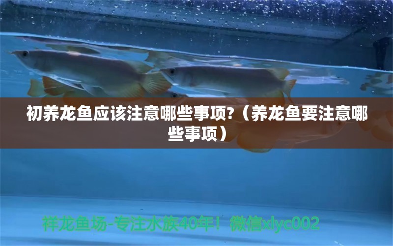 初養(yǎng)龍魚(yú)應(yīng)該注意哪些事項(xiàng)?（養(yǎng)龍魚(yú)要注意哪些事項(xiàng)）