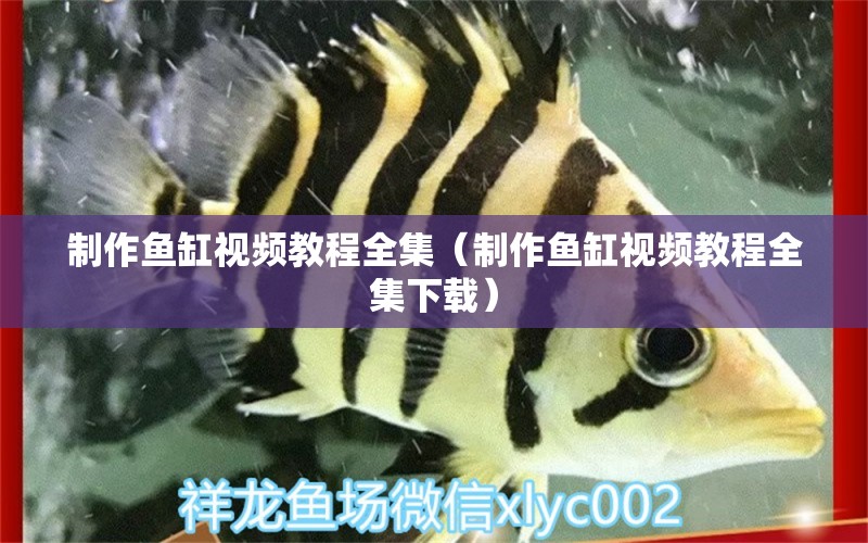 制作魚缸視頻教程全集（制作魚缸視頻教程全集下載） 孵化器