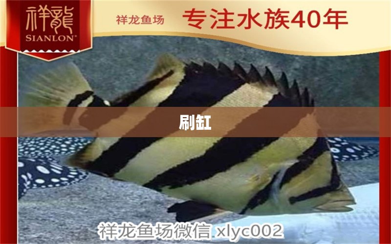 刷缸 觀賞魚論壇 第2張