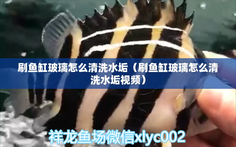 刷魚缸玻璃怎么清洗水垢（刷魚缸玻璃怎么清洗水垢視頻）