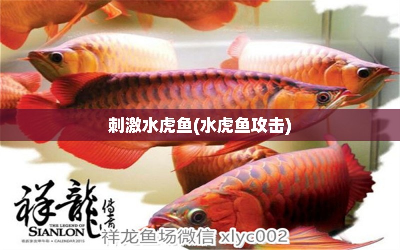 刺激水虎魚(水虎魚攻擊) 食人魚（水虎）