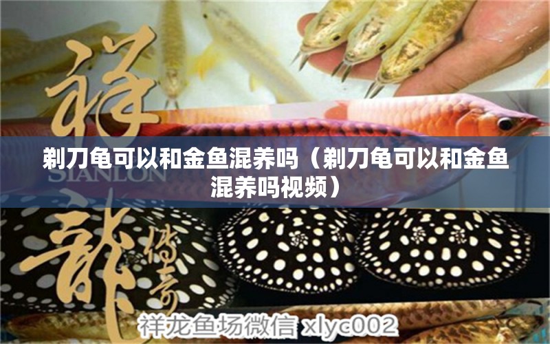 剃刀龜可以和金魚(yú)混養(yǎng)嗎（剃刀龜可以和金魚(yú)混養(yǎng)嗎視頻） 烏龜