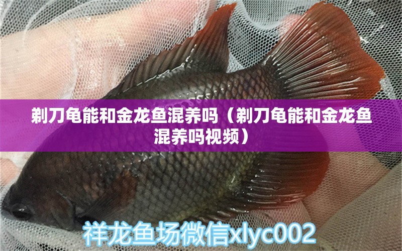 剃刀龜能和金龍魚混養(yǎng)嗎（剃刀龜能和金龍魚混養(yǎng)嗎視頻）