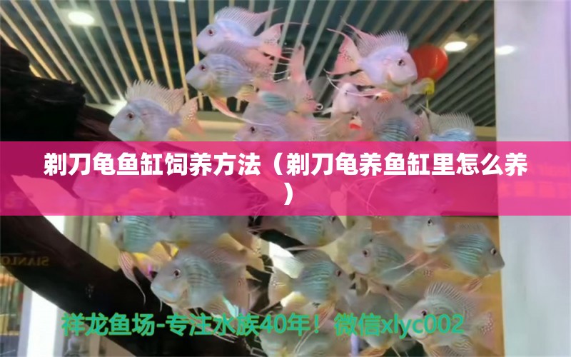 剃刀龜魚缸飼養(yǎng)方法（剃刀龜養(yǎng)魚缸里怎么養(yǎng)）