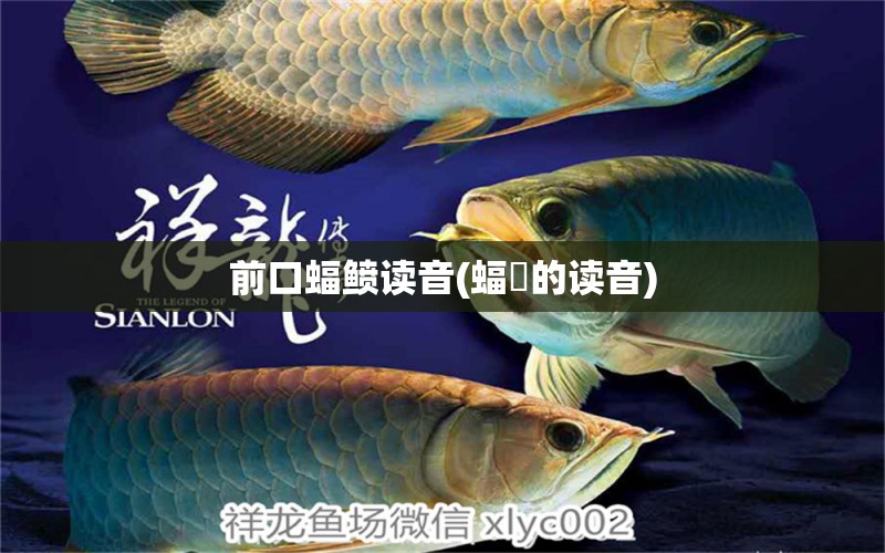 前口蝠鲼讀音(蝠魟的讀音) 白化火箭魚