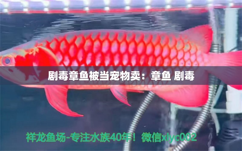 劇毒章魚被當寵物賣：章魚 劇毒