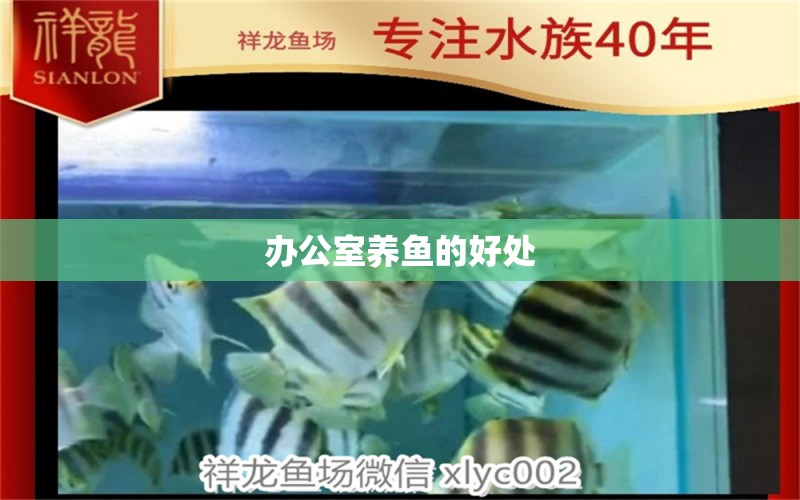 辦公室養(yǎng)魚的好處