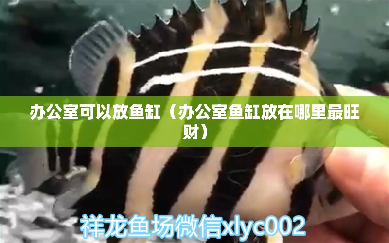 辦公室可以放魚缸（辦公室魚缸放在哪里最旺財） 小型觀賞魚