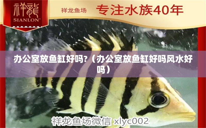 辦公室放魚缸好嗎?（辦公室放魚缸好嗎風(fēng)水好嗎）