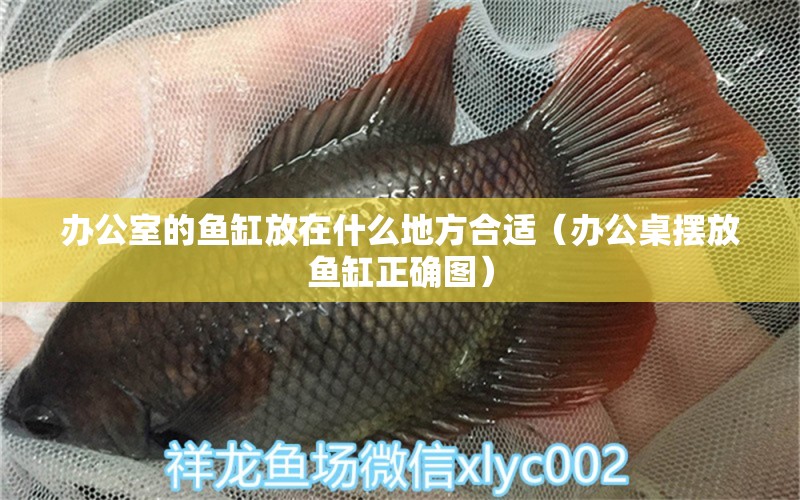 辦公室的魚缸放在什么地方合適（辦公桌擺放魚缸正確圖） 薩伊藍(lán)魚