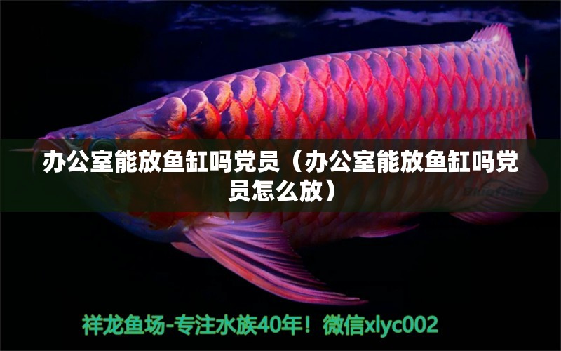 辦公室能放魚缸嗎黨員（辦公室能放魚缸嗎黨員怎么放）