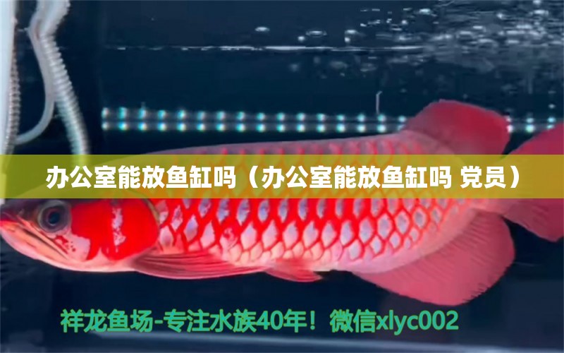 辦公室能放魚缸嗎（辦公室能放魚缸嗎 黨員） 巨骨舌魚