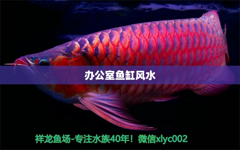 辦公室魚缸風(fēng)水