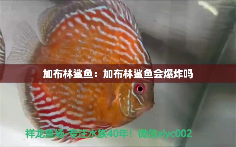 加布林鯊魚：加布林鯊魚會爆炸嗎