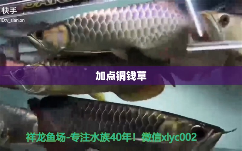 加點(diǎn)銅錢(qián)草 觀賞魚(yú)論壇 第2張