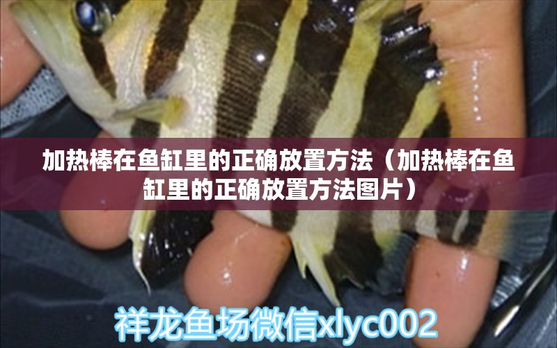 加熱棒在魚(yú)缸里的正確放置方法（加熱棒在魚(yú)缸里的正確放置方法圖片） 魚(yú)缸百科