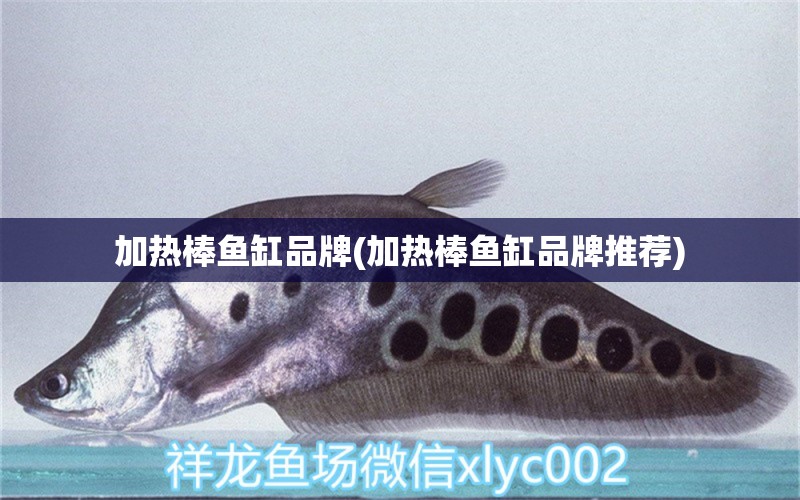 加熱棒魚缸品牌(加熱棒魚缸品牌推薦) 虎斑恐龍魚