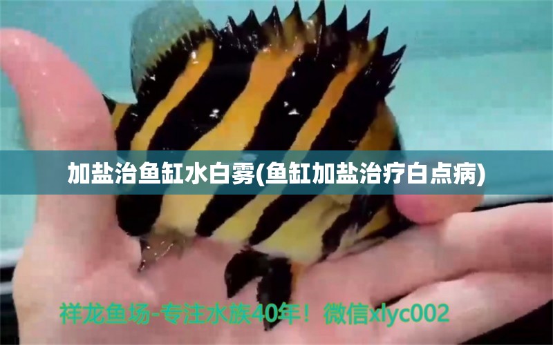 加鹽治魚(yú)缸水白霧(魚(yú)缸加鹽治療白點(diǎn)病) 白子球鯊魚(yú)