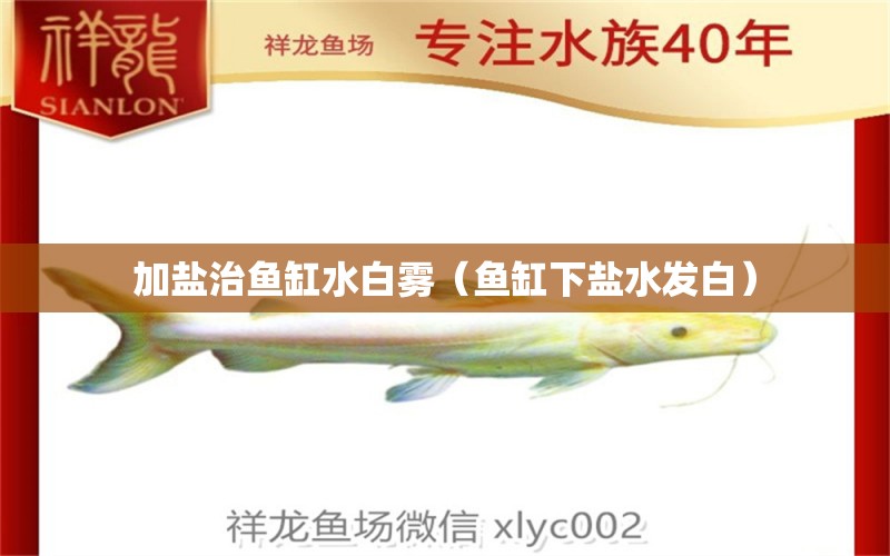 加鹽治魚(yú)缸水白霧（魚(yú)缸下鹽水發(fā)白） 白子銀龍苗（黃化銀龍苗）