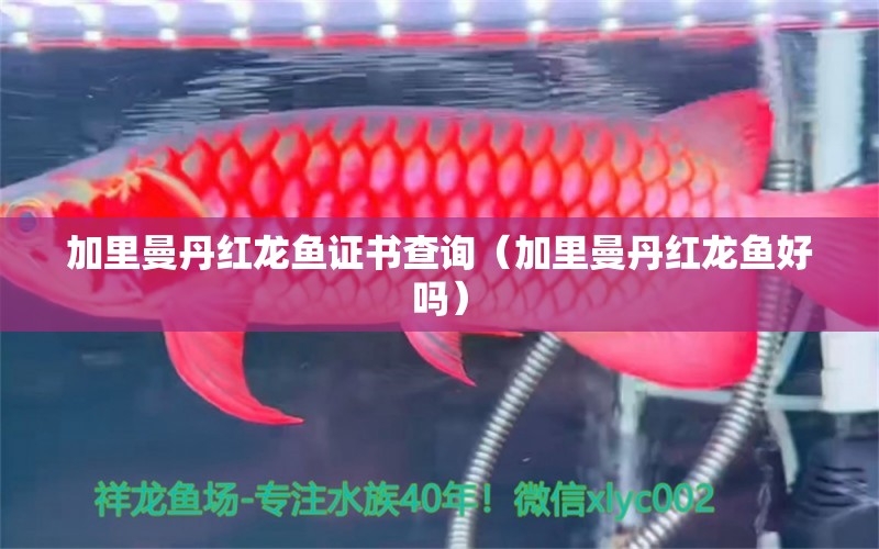 加里曼丹紅龍魚證書查詢（加里曼丹紅龍魚好嗎）