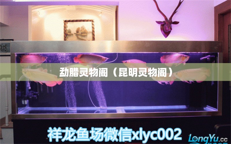 勐臘靈物閣（昆明靈物閣） 全國(guó)水族館企業(yè)名錄