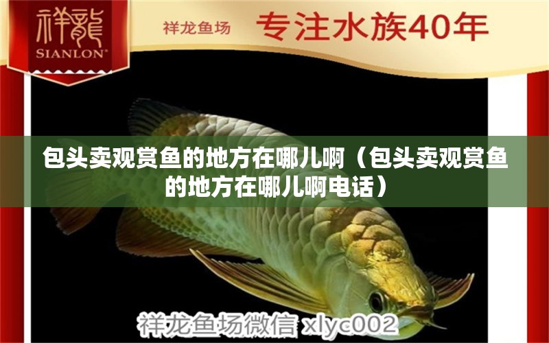 包頭賣(mài)觀賞魚(yú)的地方在哪兒啊（包頭賣(mài)觀賞魚(yú)的地方在哪兒啊電話(huà)） 七紋巨鯉魚(yú)