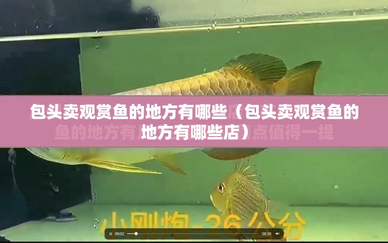 包頭賣觀賞魚的地方有哪些（包頭賣觀賞魚的地方有哪些店） 水族問答 第1張