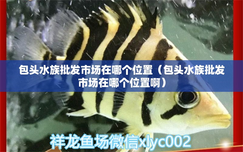 包頭水族批發(fā)市場(chǎng)在哪個(gè)位置（包頭水族批發(fā)市場(chǎng)在哪個(gè)位置?。?觀賞魚(yú)水族批發(fā)市場(chǎng)