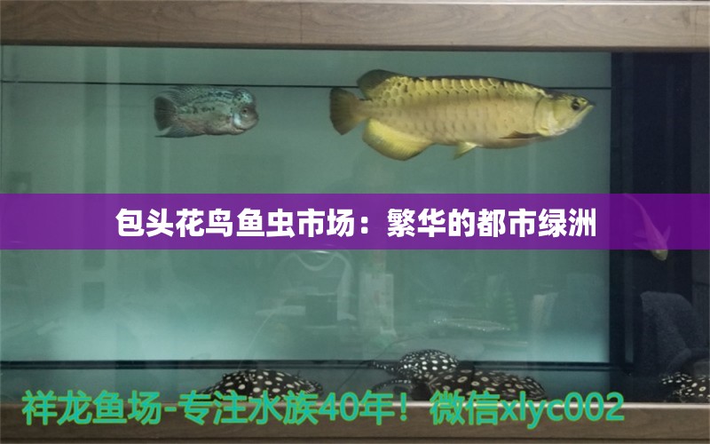 包頭花鳥(niǎo)魚(yú)蟲(chóng)市場(chǎng)：繁華的都市綠洲