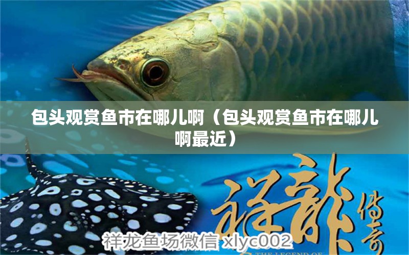 包頭觀賞魚市在哪兒?。ò^觀賞魚市在哪兒啊最近）