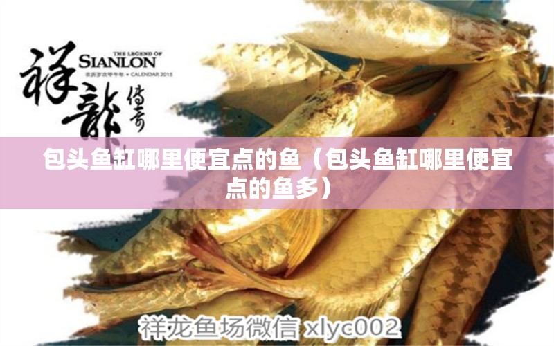 包頭魚缸哪里便宜點(diǎn)的魚（包頭魚缸哪里便宜點(diǎn)的魚多） 祥龍魚場