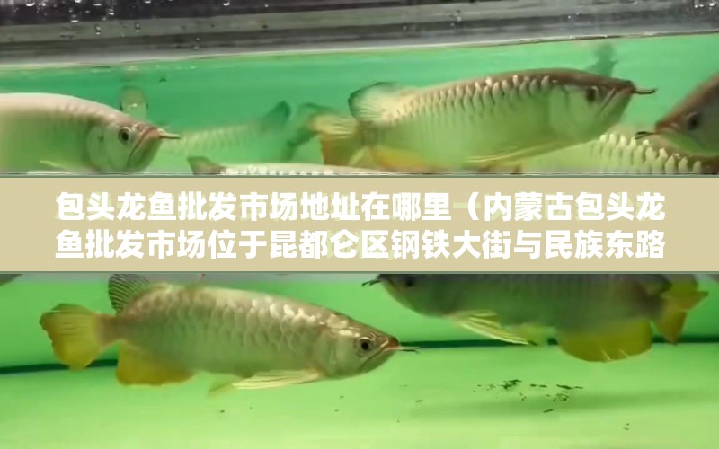 包頭龍魚批發(fā)市場地址在哪里（內(nèi)蒙古包頭龍魚批發(fā)市場位于昆都侖區(qū)鋼鐵大街與民族東路交匯處） 水族問答 第2張