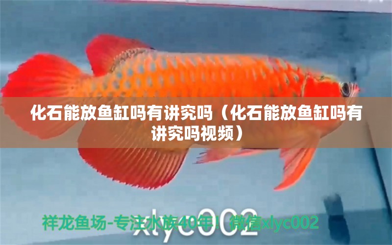 化石能放魚缸嗎有講究嗎（化石能放魚缸嗎有講究嗎視頻） 其他品牌魚缸