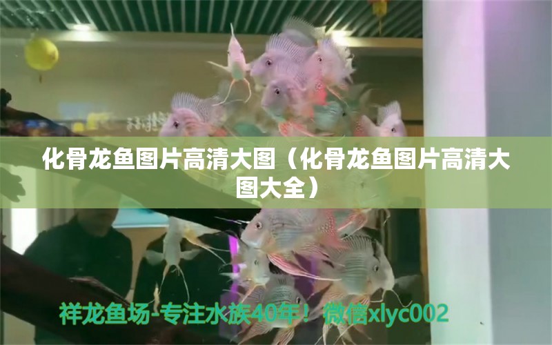 化骨龍魚圖片高清大圖（化骨龍魚圖片高清大圖大全） 祥龍水族醫(yī)院