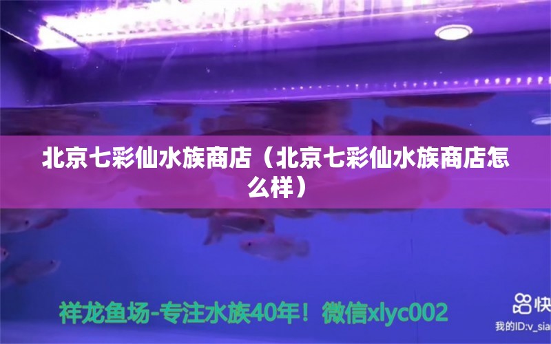 北京七彩仙水族商店（北京七彩仙水族商店怎么樣）