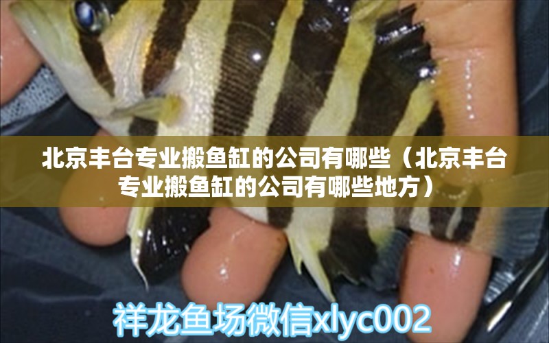 北京豐臺(tái)專(zhuān)業(yè)搬魚(yú)缸的公司有哪些（北京豐臺(tái)專(zhuān)業(yè)搬魚(yú)缸的公司有哪些地方）