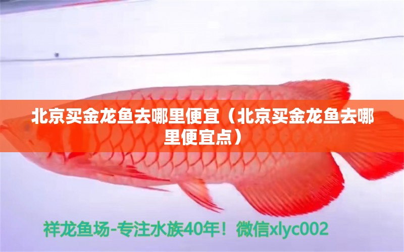 北京買金龍魚去哪里便宜（北京買金龍魚去哪里便宜點）