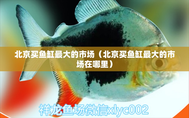 北京買魚缸最大的市場（北京買魚缸最大的市場在哪里） 其他品牌魚缸