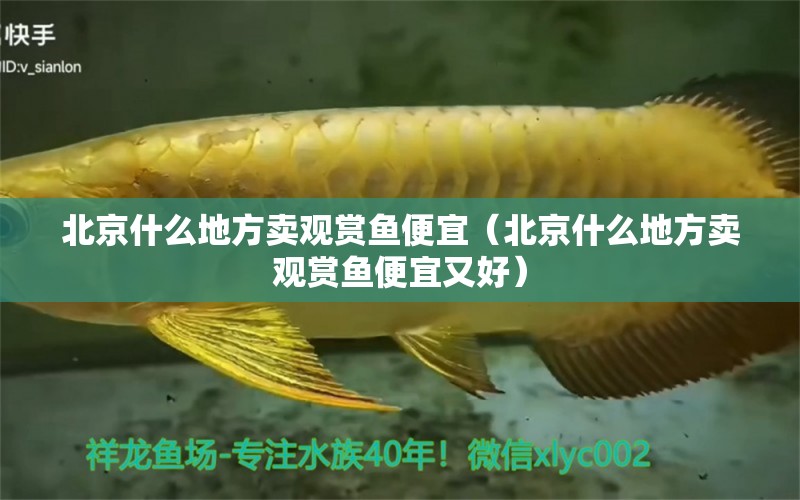 北京什么地方賣觀賞魚便宜（北京什么地方賣觀賞魚便宜又好） 白子銀龍苗（黃化銀龍苗）