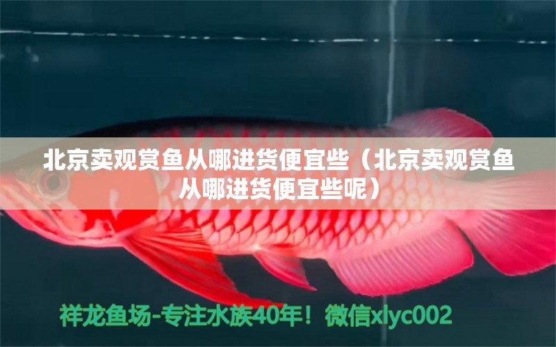 北京賣觀賞魚從哪進(jìn)貨便宜些（北京賣觀賞魚從哪進(jìn)貨便宜些呢）