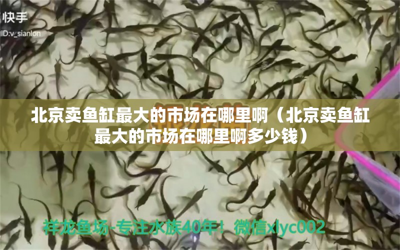 北京賣魚缸最大的市場在哪里啊（北京賣魚缸最大的市場在哪里啊多少錢）