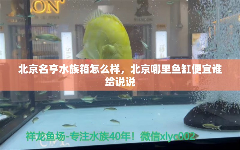 北京名亨水族箱怎么樣，北京哪里魚缸便宜誰給說說 魚缸/水族箱