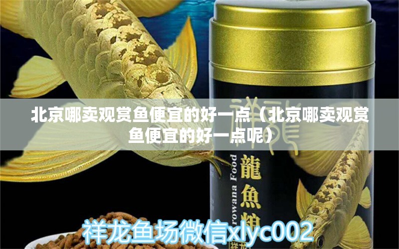 北京哪賣觀賞魚便宜的好一點(diǎn)（北京哪賣觀賞魚便宜的好一點(diǎn)呢） 祥禾Super Red紅龍魚