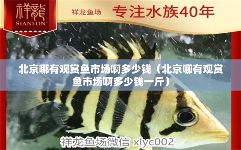 北京哪有觀賞魚(yú)市場(chǎng)啊多少錢(qián)（北京哪有觀賞魚(yú)市場(chǎng)啊多少錢(qián)一斤） 觀賞魚(yú)市場(chǎng)（混養(yǎng)魚(yú)）