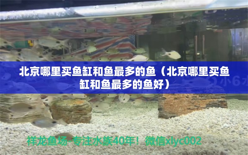 北京哪里買魚缸和魚最多的魚（北京哪里買魚缸和魚最多的魚好） 觀賞魚市場（混養(yǎng)魚）