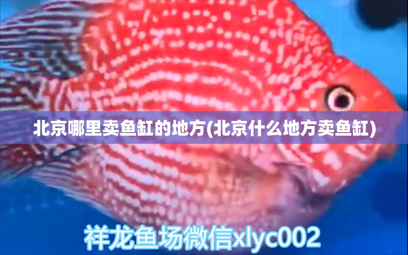 北京哪里賣魚缸的地方(北京什么地方賣魚缸) 黃金眼鏡蛇雷龍魚